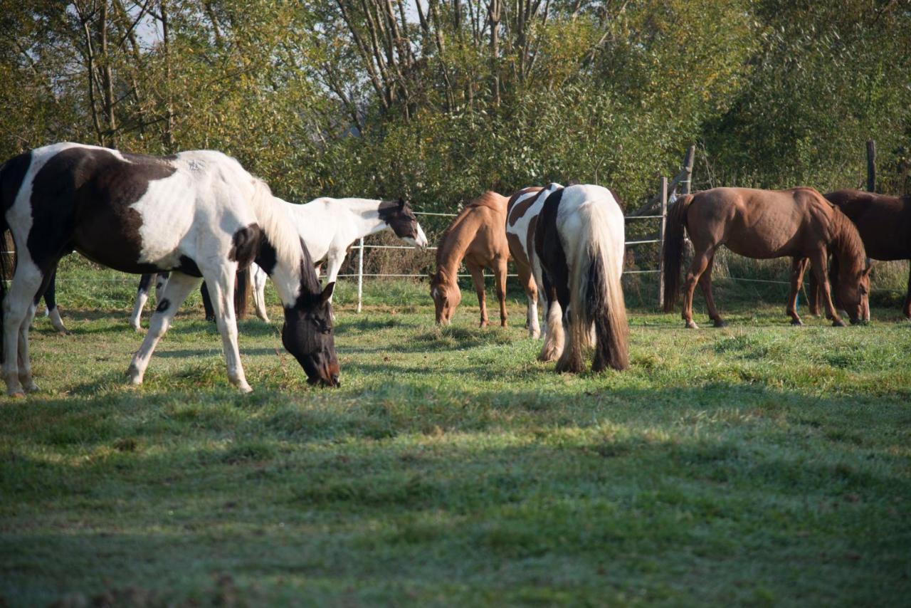 Ranchzimmer Am Hippo-Campus Reit- Und Therapiezentrum Deutsch Haslau Bagian luar foto